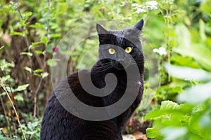 Beautiful black cat portrait with yellow eyes and attentive look in spring garden in green grass and plants close up