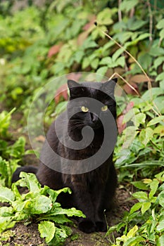 Beautiful black cat portrait with yellow eyes and attentive look in summer garden in green grass leaves and plants