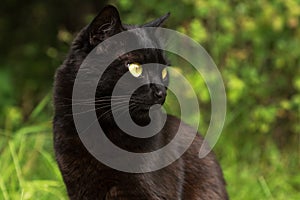 Beautiful black cat portrait with yellow eyes close up in green grass in nature in spring summer garden