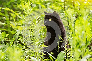 Beautiful black cat portrait with yellow eyes in spring garden in green grass and plants in sunlight, copyspace