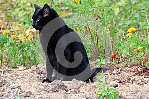 Beautiful black cat sit on the ground