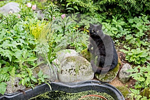 beautiful black cat sitting in garden, natural background. summer season. cute domestic Cat relax on walking and