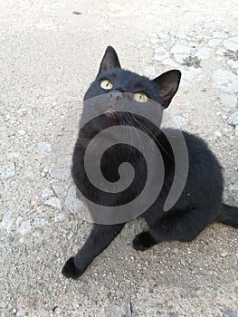 Black cat sitting on a gray concrete floor