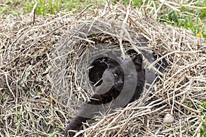 Beautiful black cat sleeping in a hay pile in the garden