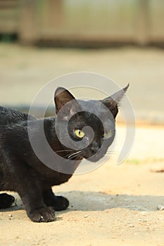 Beautiful black cat on the street