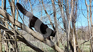 Beautiful black cat walks on a tree in the forest