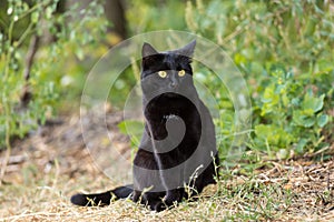 Beautiful black cat with yellow eyes sitting outdoors nature