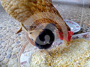 Beautiful black chick watching attentively