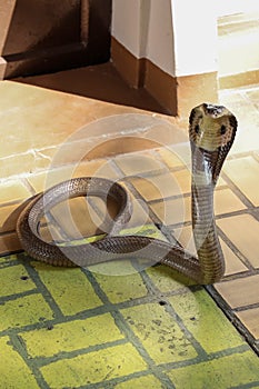 The Beautiful black Cobra snake on cement floor at thailand