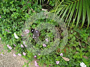 Beautiful black coloured butterfly resting on the flower