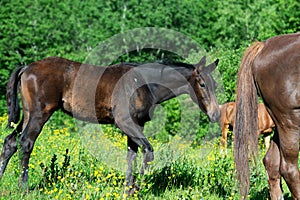 Beautiful black colt with his  broodmare   walking  at freedom in pasture among herd life. summer sunny day photo