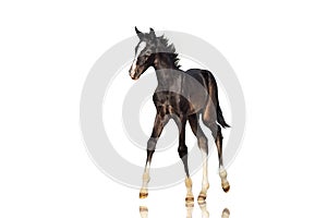 Beautiful black colt horse walks on a white background. Isolate.