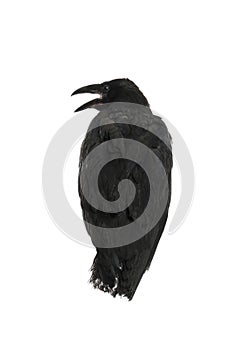 Beautiful black common raven on white background