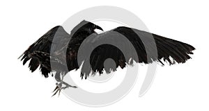 Beautiful black common raven on white background