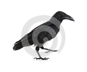 Beautiful black common raven on white background