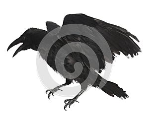 Beautiful black common raven on white background