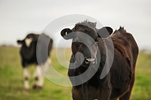 Beautiful black cow in a green field in Warrnambool, Victoria, Australia