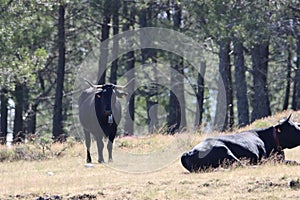 Beautiful black cow horns meat animal milk nature