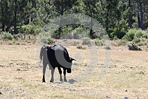 Hermoso negro una vaca rollos de pan el naturaleza 