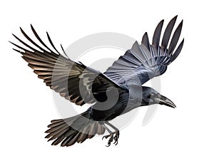 Beautiful black crow captured in mid-flight with wings wide open, set against a white backdrop