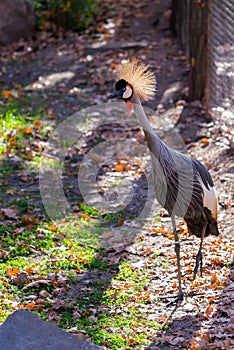 Beautiful black crowned crane or Balearica pavonina