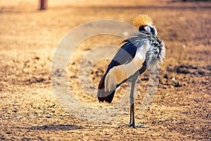 Beautiful black crowned crane bird Balearica pavonina, also known as the black crested crane, standing on the ground and