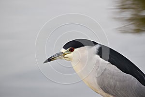 Beautiful Black Crowned Night Heron Hunting For Fish During Early Morning