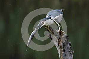 Beautiful Black-crowned Night Heron Nycticorax nycticorax on a branch with a big fish prey in natural habitat.