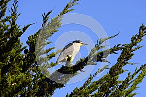 Black Crowned Night Heron sighted in a pine tree near the California Coast