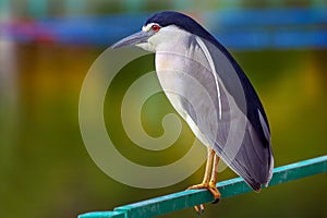 Beautiful black crowned night heron with the white plumes