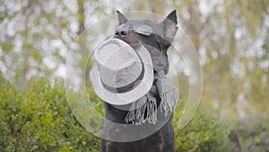 Beautiful black doberman in sunglasses and grey scarf holding grey hat in mouth and waving paw. Dog posing in the autumn