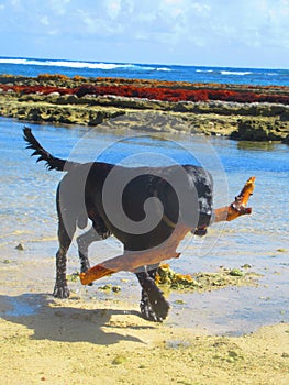 A beautiful black dog comes out of the water with his big stick
