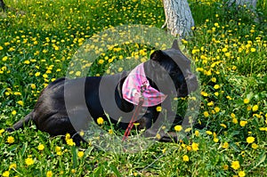 Beautiful black dog of the Italian Cane Corso breed lies on a field with yellow flowers