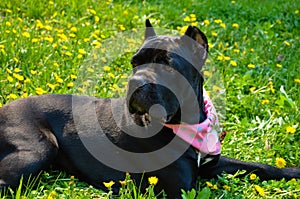 Beautiful black dog of the Italian Cane Corso breed lies on a field with yellow flowers