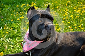 Beautiful black dog of the Italian Cane Corso breed lies on a field with yellow flowers