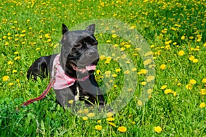 Beautiful black dog of the Italian Cane Corso breed lies on a field with yellow flowers