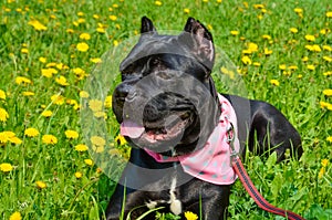 Beautiful black dog of the Italian Cane Corso breed lies on a field with yellow flowers