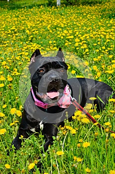 Beautiful black dog of the Italian Cane Corso breed lies on a field with yellow flowers