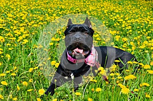 Beautiful black dog of the Italian Cane Corso breed lies on a field with yellow flowers