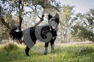 Beautiful black dog with long hair standing on the grass under daylight