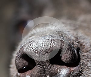 Beautiful black dog`s nose. macro