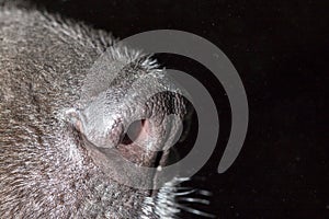 Beautiful black dog`s nose. macro