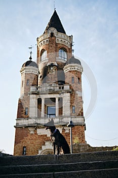 Beautiful black dog sits and poses near Gardos Tower -Millenium Tower- in Belgrade, Serbia. Old town Zemun district