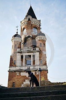 Beautiful black dog sits and poses near Gardos Tower -Millenium Tower- in Belgrade, Serbia. Old town Zemun district photo