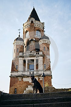 Beautiful black dog sits and poses near Gardos Tower -Millenium Tower- in Belgrade, Serbia. Old town Zemun district photo