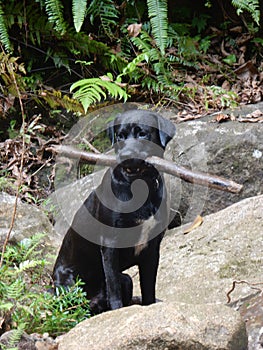 A beautiful black dog sitting on a pebble with a stick in his mouth