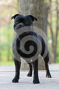 Beautiful black dog of staffordshire bull terrier breed stands in green public park in show stacking.