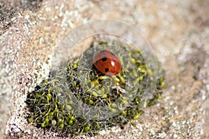 Beautiful black dotted red ladybug beetle climbing in a plant with blurred background and much copy space searching for plant lous