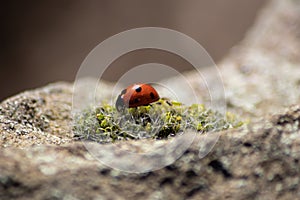 Beautiful black dotted red ladybug beetle climbing in a plant with blurred background and much copy space searching for plant lous