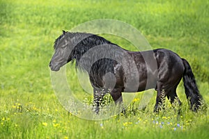 Beautiful black draft horse in meadow